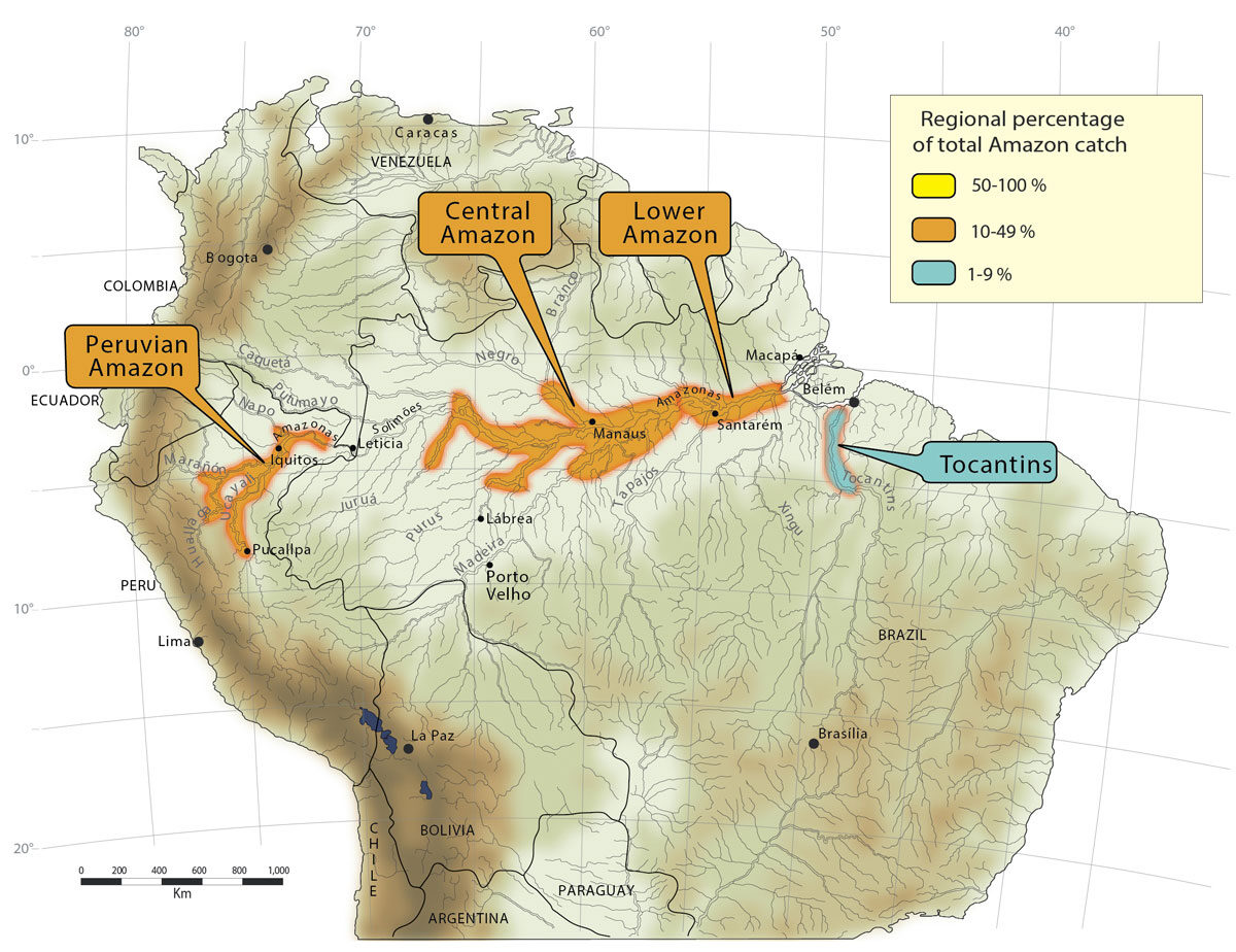 Distribution of acarí catch.