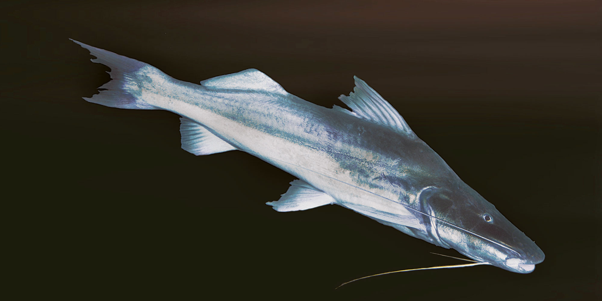 Paramamba Fish Piramutaba fish | AMAZON WATERS