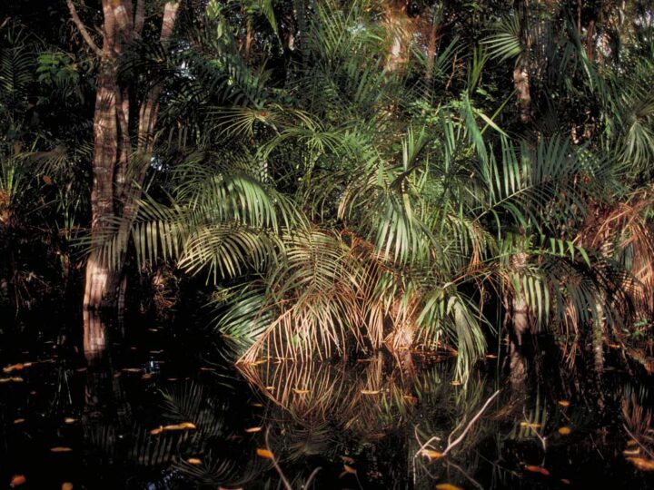 Amazonian Peatlands: the Rarest Wetlands Are Also the Most Important When It Comes To Carbon