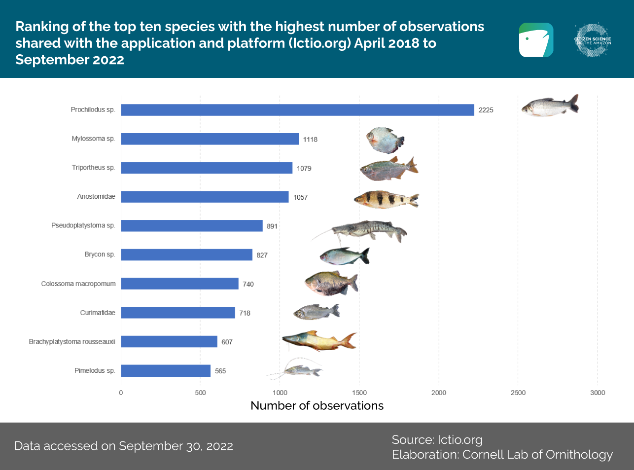 Top ten species recorded in the application until September 2022.