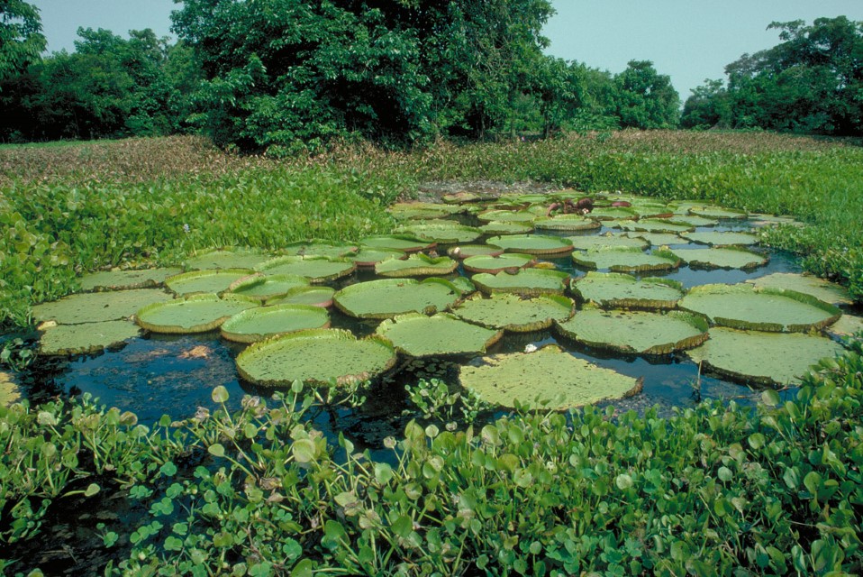 Conservando la Cuenca Amazónica Aguas Amazonicas