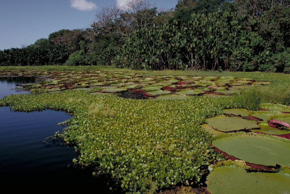 Conservando la Cuenca Amazónica Aguas Amazonicas