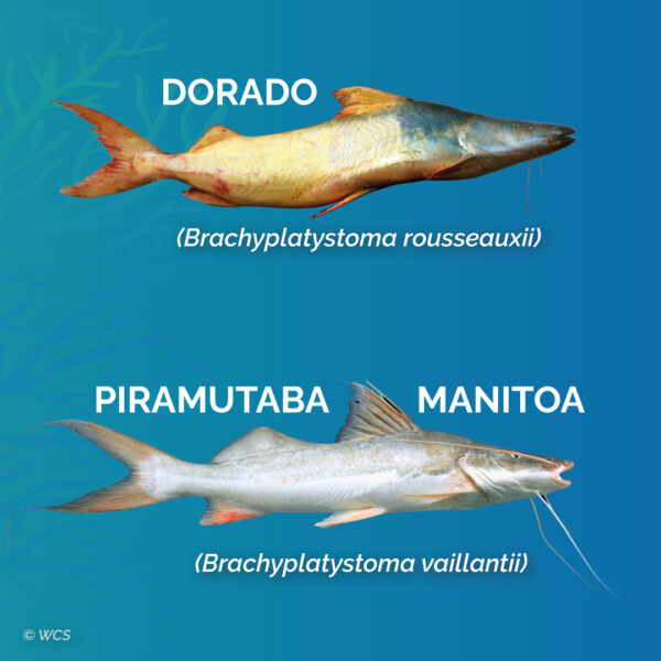 The dorado y piramutaba catfish included in CMS' Appendix II