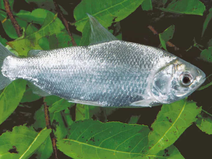Small and Nutritious Fish: A Healthy and Sustainable Alternative for the Amazon Region