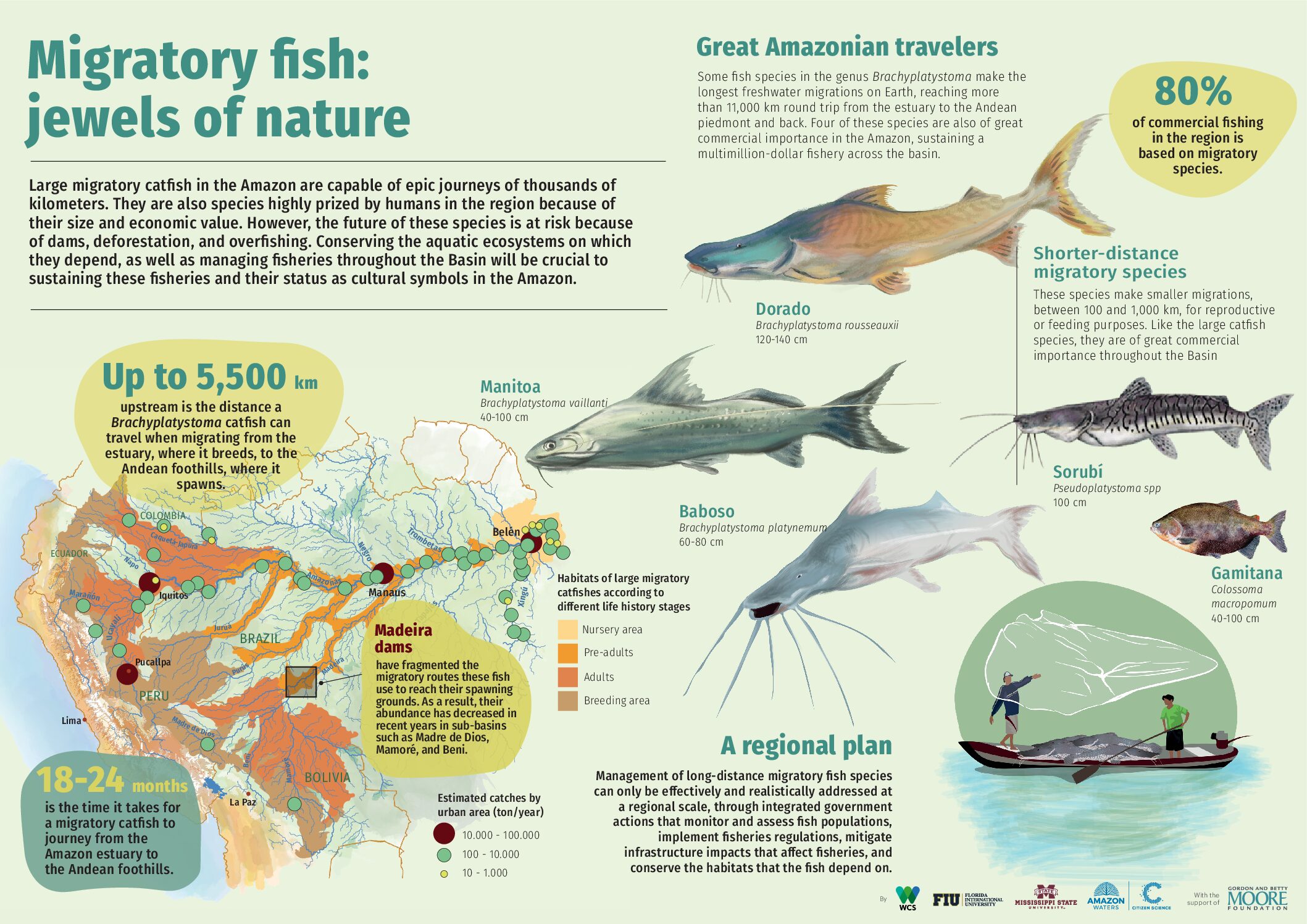 Aquatic connectivity 5 Conservando la Cuenca Amazónica Aguas Amazonicas