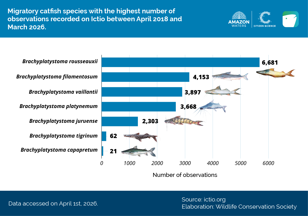Ictio consolidates as the largest open database on Amazonian fishes and fisheries 5 Conservando la Cuenca Amazónica Aguas Amazonicas
